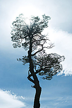 soi bạch thủ