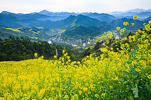 cau bach thu lo