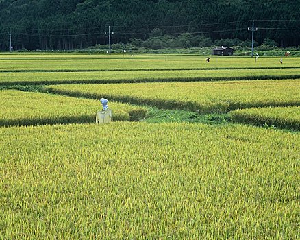 kết quả xổ số chủ nhật